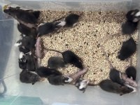 Her renk uysal yavru rat
