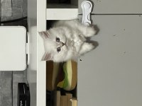 İnsan canlısı sosyal Scottish fold