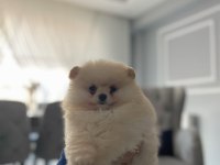 3 AYLIK YAVRU POMERANİAN BOO