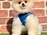 Safkan Pomeranian Boo Yavrularımız