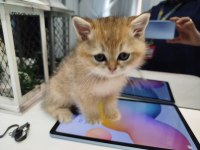 Yaklaşık 3 aylık sevimli british shorthair yavrumuz