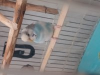 Mavi Beyaz Muhabbet Kuşları
