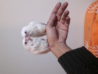 Sultan albino sultan papağanı