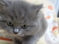Oyuncu Yavru British Shorthair