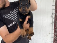 Üst Kalite King Doberman Yavruları