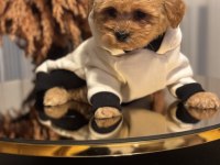 Türkiyenin en güzel maltipoo bebekleri