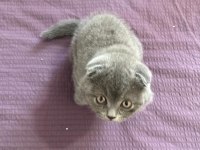 Oyuncu scottish fold oğluma yuva