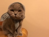 Scottish fold Doby miz 3 yaşında erkek