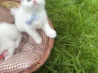 2 aylık scottish fold kuru mama ve tuvalet eğitimi vardır