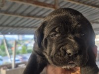 Cane Corso Yavru Köpekler