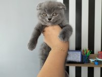 Dişi Lilac renk scottish fold yavrularım