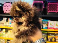 Pomeranian boo 3 aylık