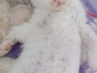 2 aylık pamuk british shorthair