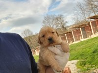 Golden Retriever yavruları