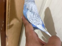 31 GÜNLÜK MUHABBET KUŞU OĞLAN BEBEK