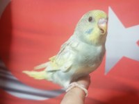 Sağlıklı muhabbet kuşu yavrular