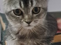 Scottish Fold Black Tabby