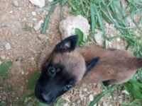 Belçika kurt köpeği