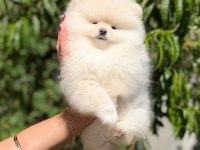 Teddy Pomeranian Boo