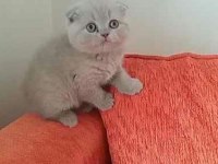 Birinci sınıf scottish fold yavrular
