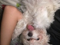 5 aylık dişi maltipoo