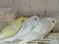 Yavru yetişkin muhabbet kuşları mevcuttur