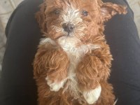 MALTİPOO BEBEKLERİMİZ SAHİPLENDİRİLECEK