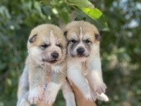 Japon Akita yavrularım