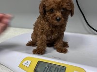 Kore Tea Cup Poodle Yavrular