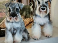 Miniature Schnauzer Pepper and Salt (FCI Pedigree)