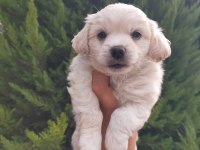 Maltipoo erkek bebeklerimiz