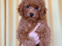 Orjinal Toy Poodle Yavruları 2.5 Aylık