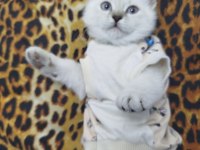 British shorthair 2 buçuk aylık dişi yavru nadir renk