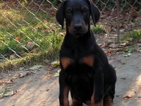 Sağlık Ve Irk Garanti Safkan Doberman Yavrular