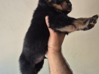 A kalite rottweiler koca kafa yavrular