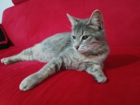 Gri tekir kedi acil yuva arıyor