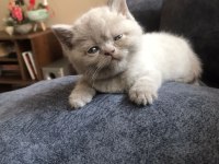 British shorthair yavrum