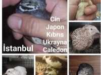 Bıldırcın yumurtası