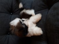 Şecereli shih tzu yavrular