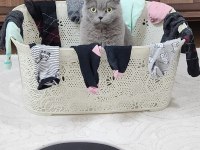 Dişi Kısır Scottish Fold Kızımız Ücretsiz