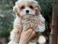 Efsane Maltipoo Yavruları