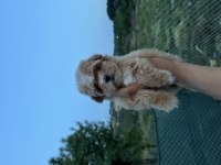 Kore Maltipoo