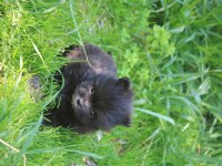 Black terrier malta