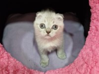 Silver Prenses Scottish Fold