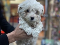 YAVRU TERRİER KÖPEKLERİM YENİ YUVALARINA GİTMEYE HAZIR