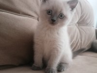 2 Aylık Dişi ve Erkek British Shorthair Yavrular
