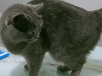 British shorthair maya kızımız yeni yuvasını arıyor