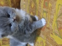 1 Aylık Chinchilla Cinsi Yavruma Sıcak Bir Yuva