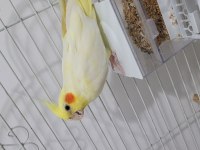 DİŞİ SULTAN