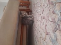 Kedi british